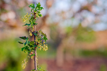 Blooming bush of red black currant with green leaves in the garden.
