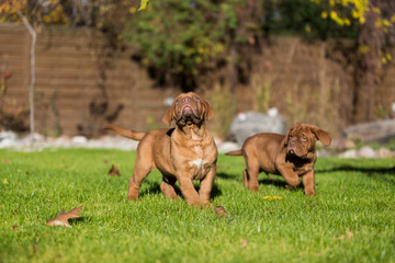 Urocze szczeniaki dog de bordeaux © Robert Wróblewski