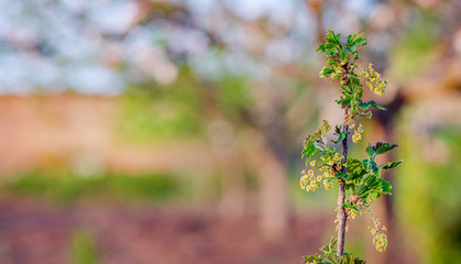 Blooming bush of red black currant with green leaves in the garden.