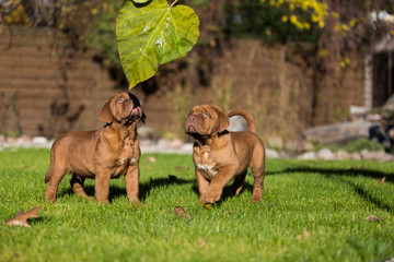 Urocze szczeniaki dog de bordeaux © Robert Wróblewski