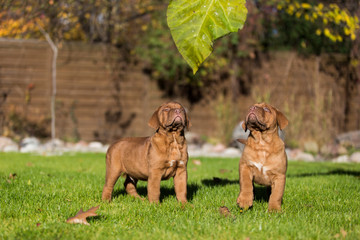 Urocze szczeniaki dog de bordeaux © Robert Wróblewski