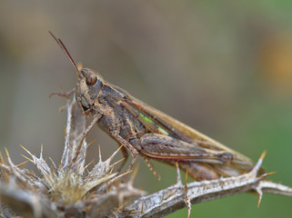 Brown grasshopper with green stripes perched on dried thistle.