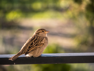 House sparrow sitting on metal railing