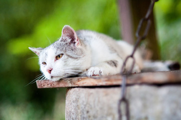 kot liże łapkę łapę leżący kot cat © Wiktor