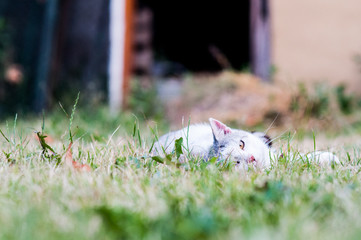 kot liże łapkę łapę leżący kot cat © Wiktor