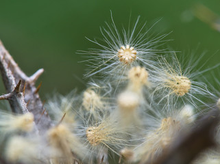 Dried and sprouted dried thistle seeds.