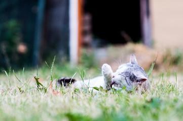 kot liże łapkę łapę leżący kot cat © Wiktor