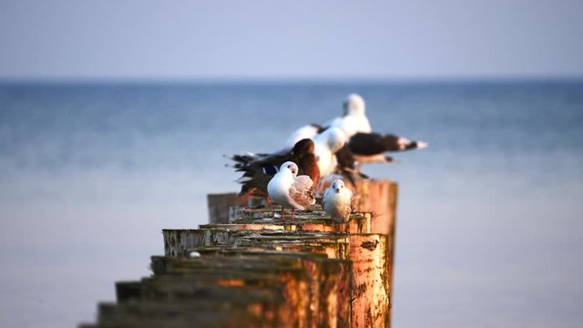 Mewy i inne ptaki nad brzegiem morza bałtyckiego pod koniec lata