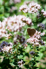 ogród roślina oreagano