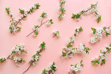 Spring white blossom branches on pink. Floral pattern. Space for text. Banner or template. View from above, flat lay.