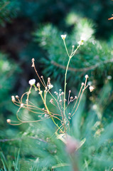 ogród roślina ogród 