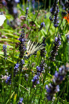 motyl paź żeglarz łąka kwiaty owad lawenda butterfly