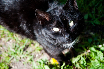 czarny kot kotek cat  © Wiktor
