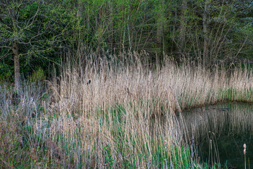 Wetland Red Winged Blackbird