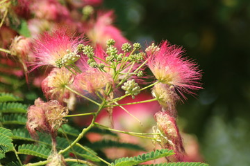 Albizia Julibrissin