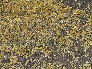 Colorfull moss on the stone photo texture.