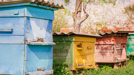 Bees on an old wooden beehive in a farm garden. .
