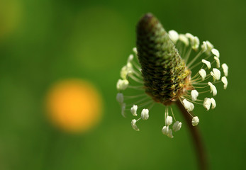 caterpillar on a leaf