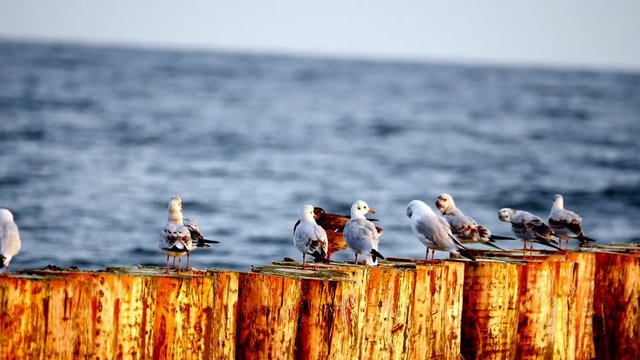 Mewy i inne ptaki nad brzegiem morza bałtyckiego pod koniec lata