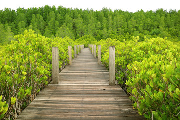 Fototapeta na wymiar Wooden boardwalk among the vibrant green forest