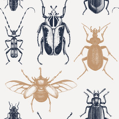 Vector background with high detailed insects sketches. Hand drawn beetles illustrations in vintage style. Entomological backdrop. Engraved beetles seamless pattern.Insects outlines.