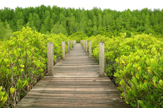 Wooden boardwalk among the vibrant green forest