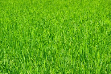 Growing young rice plants in the paddy field with selective focus