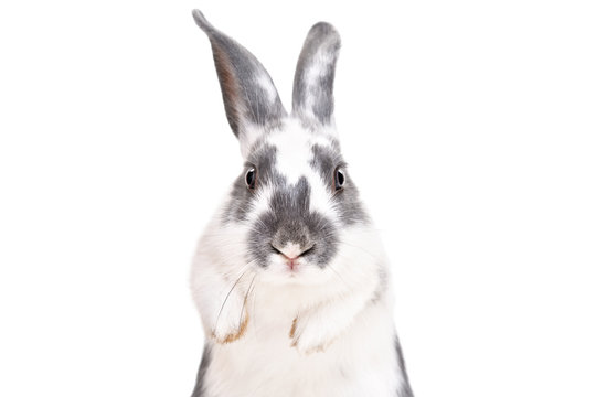 Portrait of a funny cute rabbit, closeup, isolated on a white background