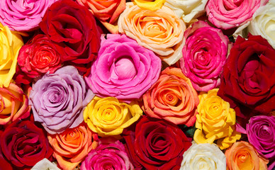 Schwimmende Rosenblüten in einer Schale