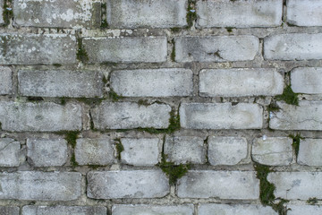 texture of old white bricks with cracks covered with green moss