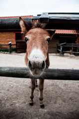 konik kucyk zwierze zagroda 