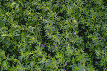 Field of green alfalfa ready for mowing