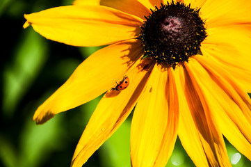 rudbekia biedronka owad na kwiatku