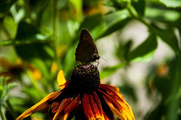 motyl kwiat rudbekia  © Wiktor