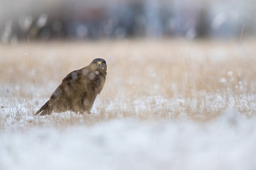 The Common Buzzard, Buteo buteo is sitting in the snow in winter environment of wildlife. ..