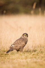 The Common Buzzard, Buteo buteo is sitting in the dry grass in autumn environment of wildlife. Golden light..