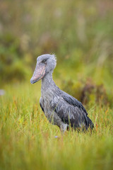 The majestic bird of the wetlands and an excellent fisherman is in typical green environment. It is raining. Big grey bird with open big bill. The Shoebill (balaeniceps rex).