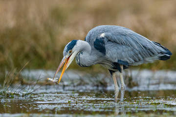 The grey heron, Ardea cinerea The bird is standing in the water  Europe Czech Republic Wildlife scene from Europe nature. ..