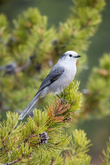 Obraz premium Perisoreus canadensis, Canada jay The bird is perched on the branch in nice wildlife natural environment of Yelowstone National Park. Wildlife scene from USA..