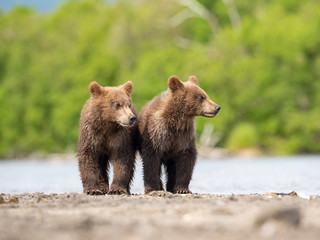 Fototapeta premium The&nbsp;young Kamchatka&nbsp;brown&nbsp;bear, Ursus arctos beringianus catches salmons at Kuril Lake in Kamchatka, running and playing in the water, action picture