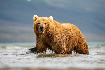 The Kamchatka brown bear, Ursus arctos beringianus catches salmons at Kuril Lake in Kamchatka, running in the water, action picture