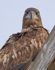Juvenile Bald Eagle sitting on pole in Michigan 