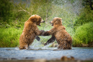The Kamchatka brown bear, Ursus arctos beringianus real fight at Kuril Lake in Kamchatka, in the water, action picture