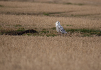Female Snowy Owl sitting in Michigan field 