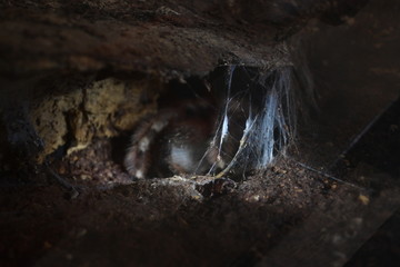 big spider animal in tunnel with cobweb catch