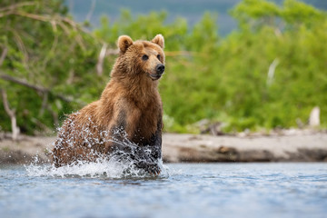 The Kamchatka brown bear, Ursus arctos beringianus catches salmons at Kuril Lake in Kamchatka, running in the water, action picture