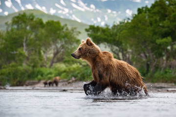 Obraz premium The&nbsp;Kamchatka&nbsp;brown&nbsp;bear, Ursus arctos beringianus catches salmons at Kuril Lake in Kamchatka, running in the water, action picture