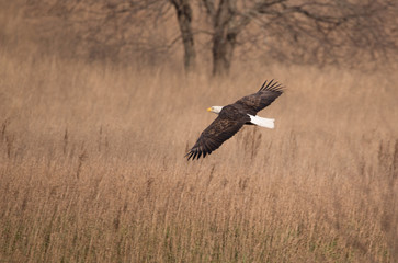 Bald Eagle In flight over amber waves 