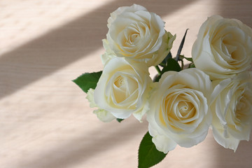 beautiful white rose flower blossom blooming in the morning day