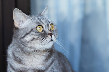 Striped grey Scottish cat, looking towards space for text